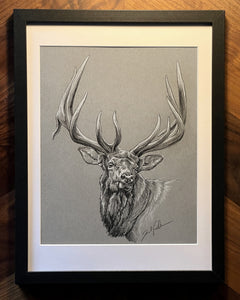Original Elk Sketch IV
