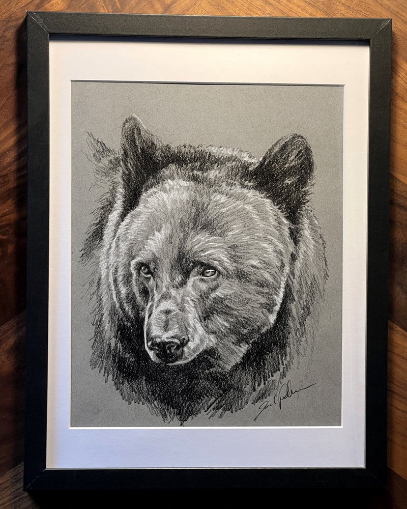 Original Black Bear Sketch