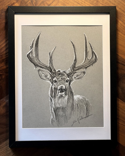 Original Whitetail Sketch II