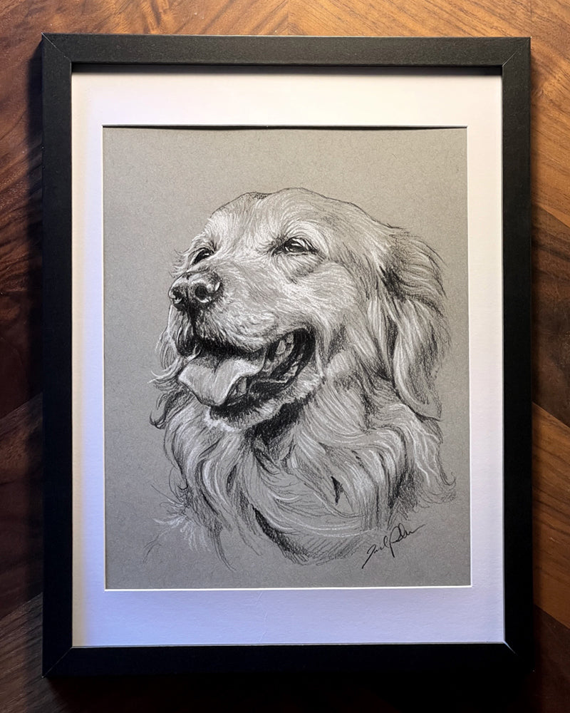 Original Golden Retriever Sketch