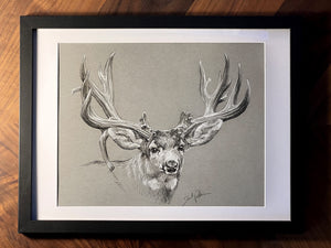 Original Mule Deer Sketch III