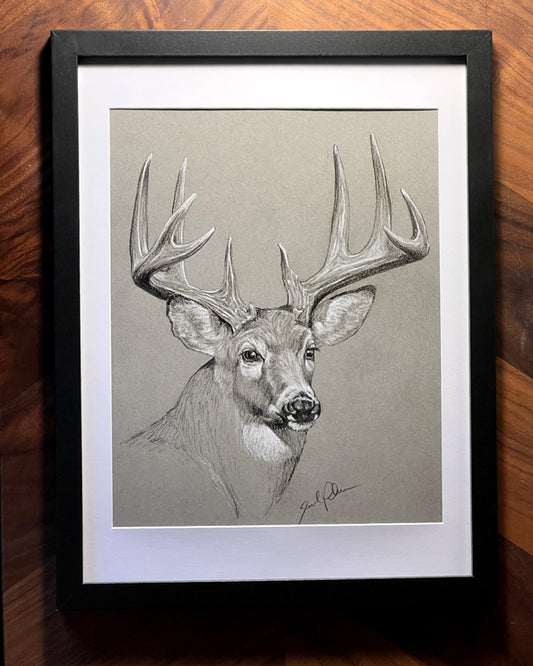 Original Whitetail Sketch III