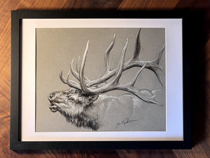 Original Elk Sketch VI